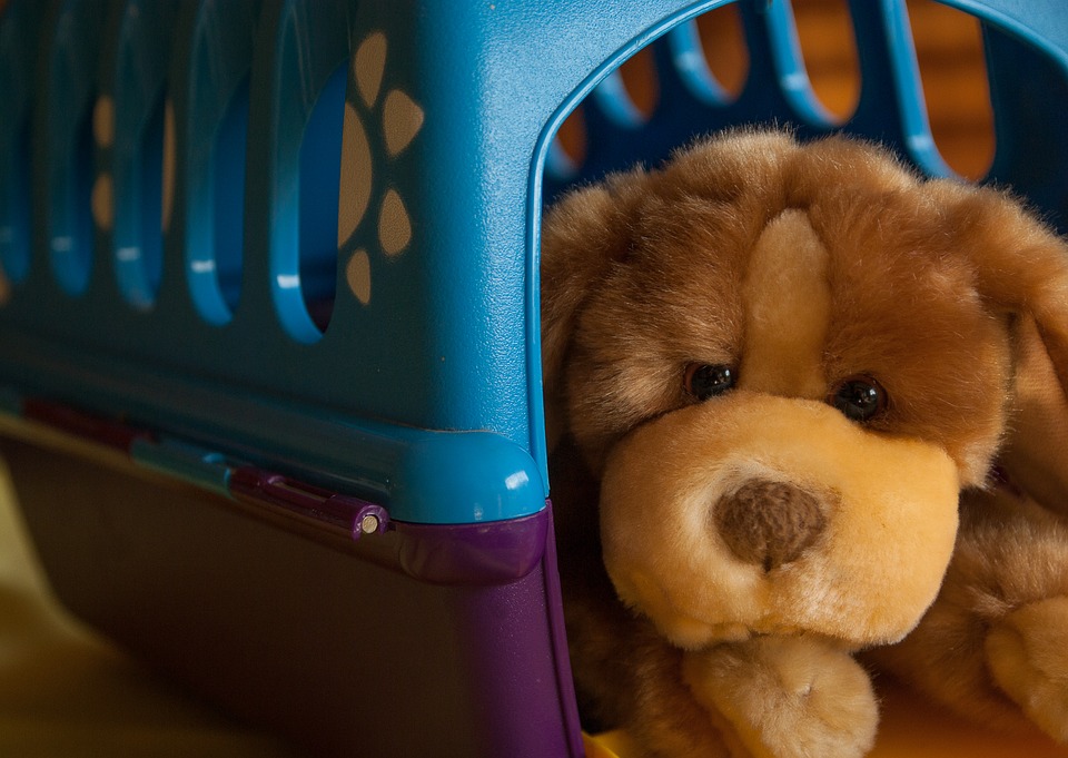 Accessoire animaux