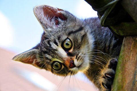 chaton à donner