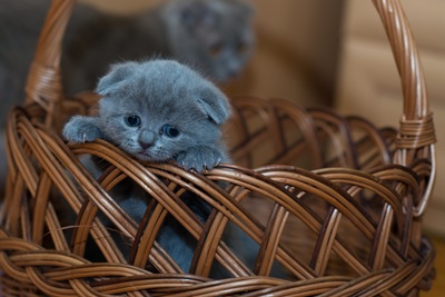 chaton à donner