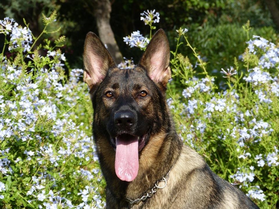 Chien à vendre