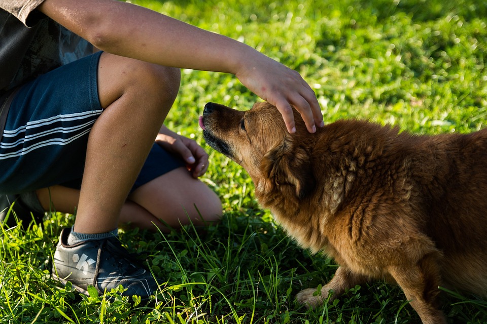 garde d'animaux à domicile