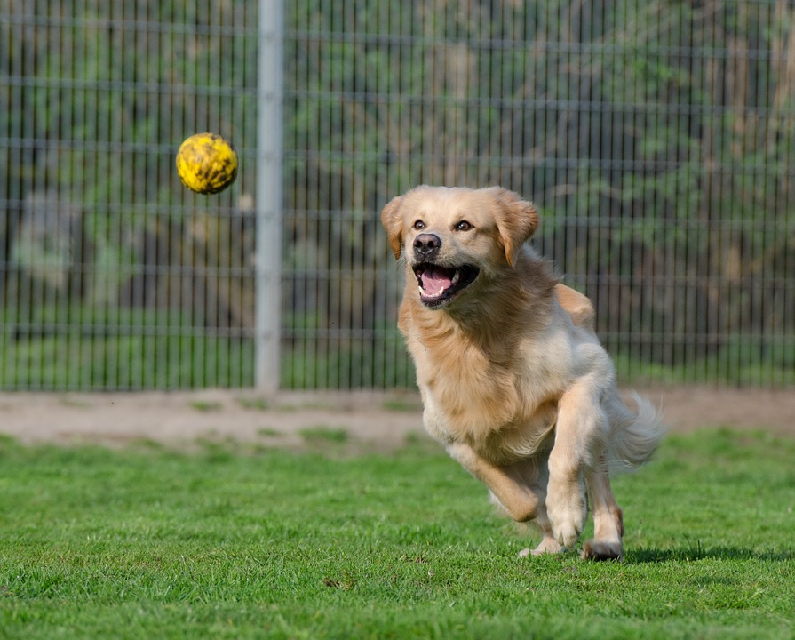 pension canine