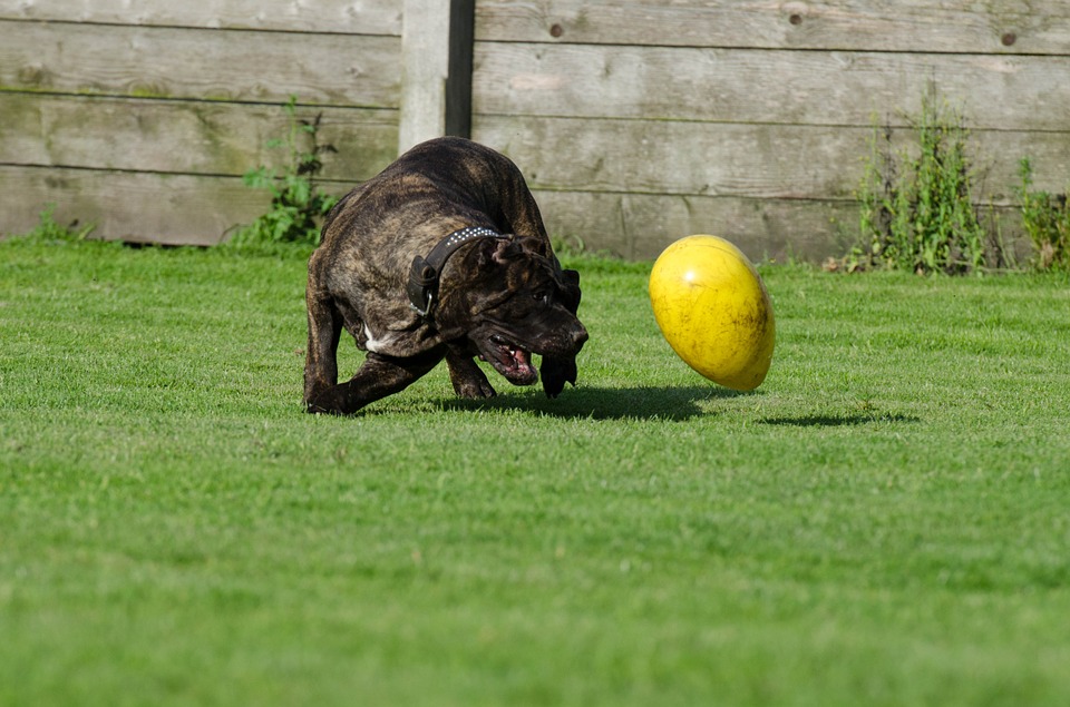 Pension pour chien