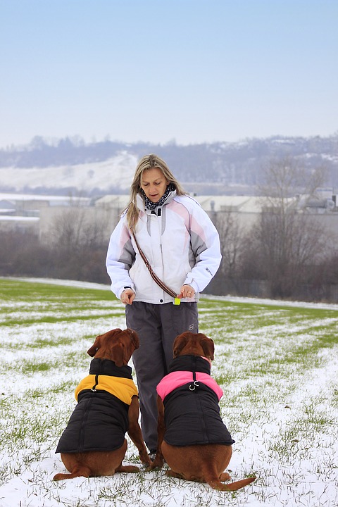 Devenir petsitter