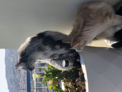 petsitter