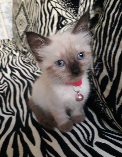 petsitter