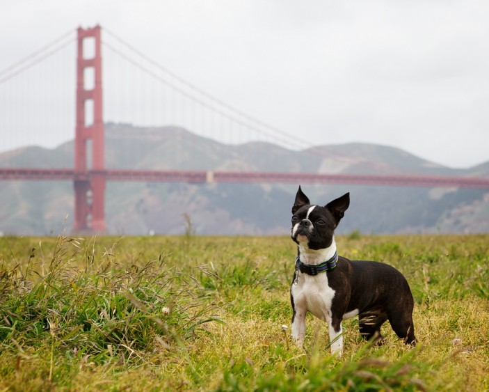 san francisco dog