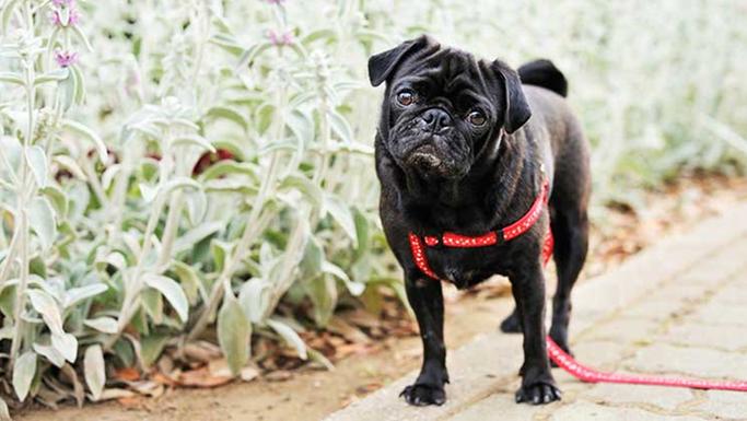 chien penche tete