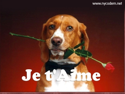 quizz animaux