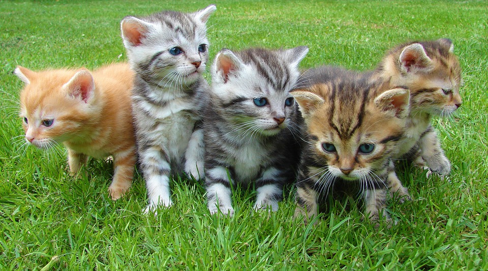 adopter-un-chaton