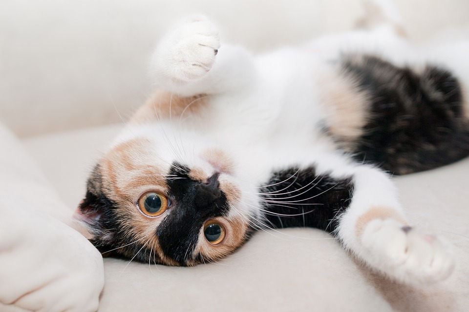 maltraitance animaux